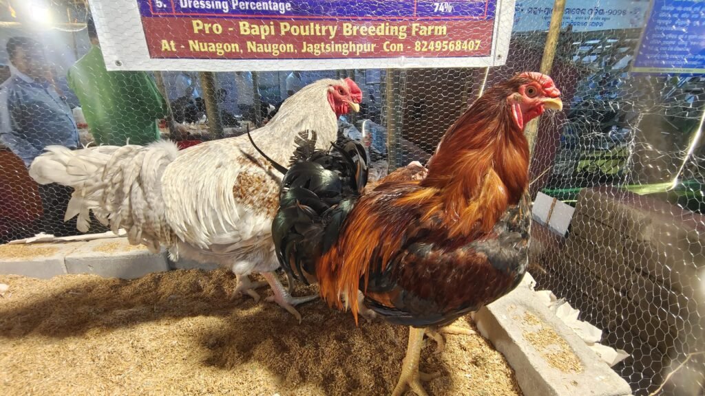 WhatsApp Image 2025-02-15 at 7.33.31 PM (1)