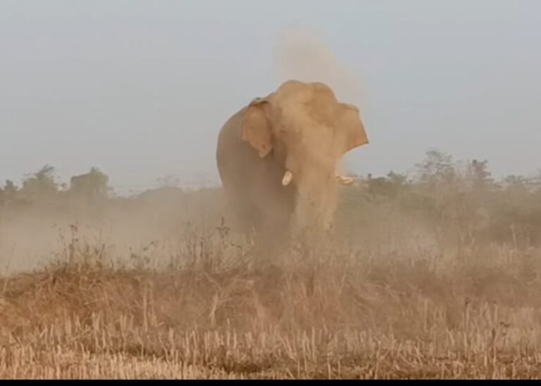 WhatsApp Image 2025-06-01 at 5.31.06 PM